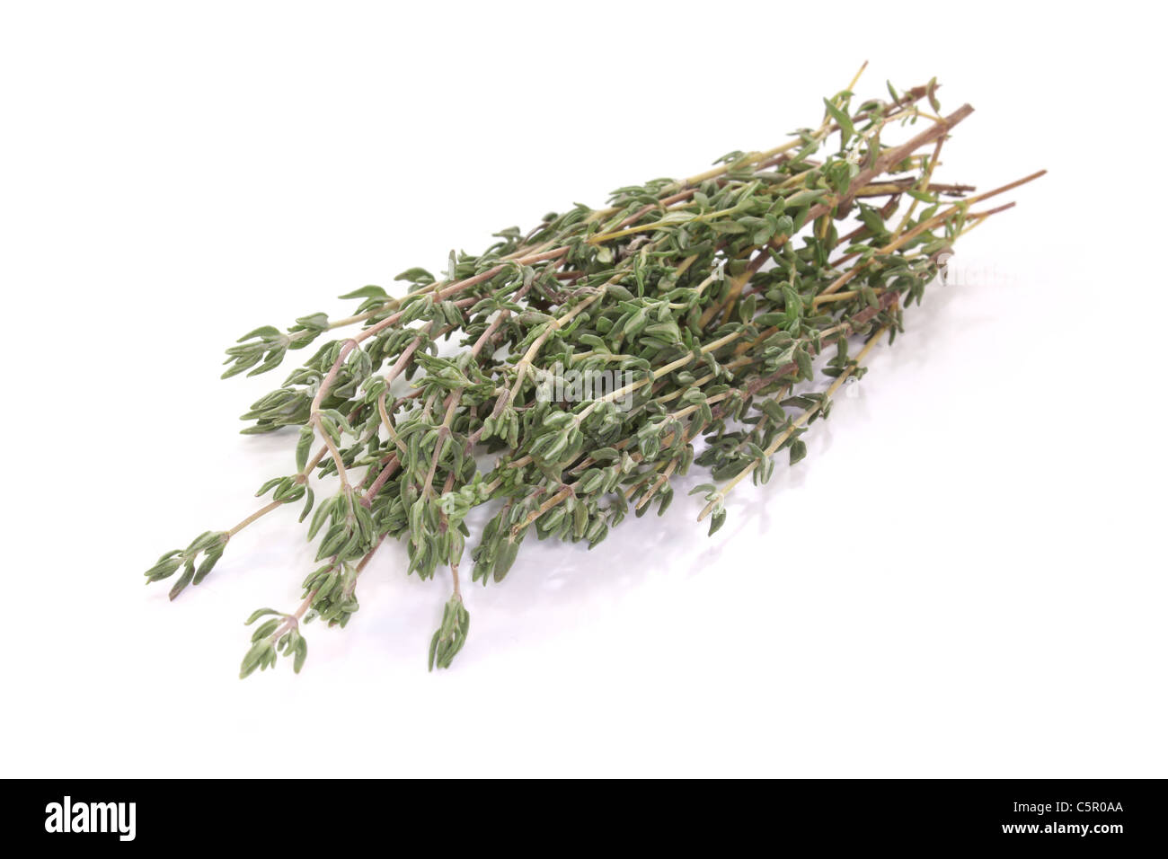 a branch of fresh thyme green on a white background Stock Photo Alamy