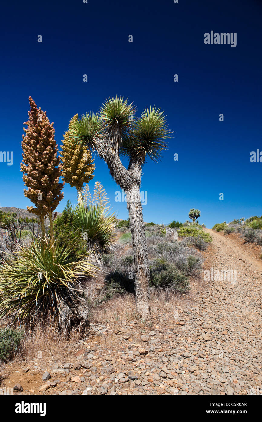 Joshua Tree and blooming Mojave yucca plants along hiking trail, Joshua Tree National Park, California, United States of America Stock Photo