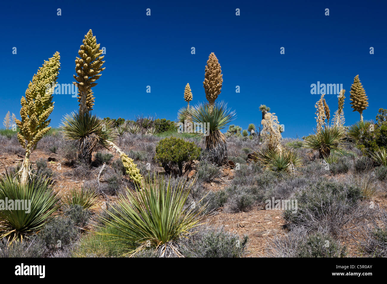 Blooming Mojave yucca plants (Yucca schidigera), Joshua Tree National Park, California, United States of America Stock Photo