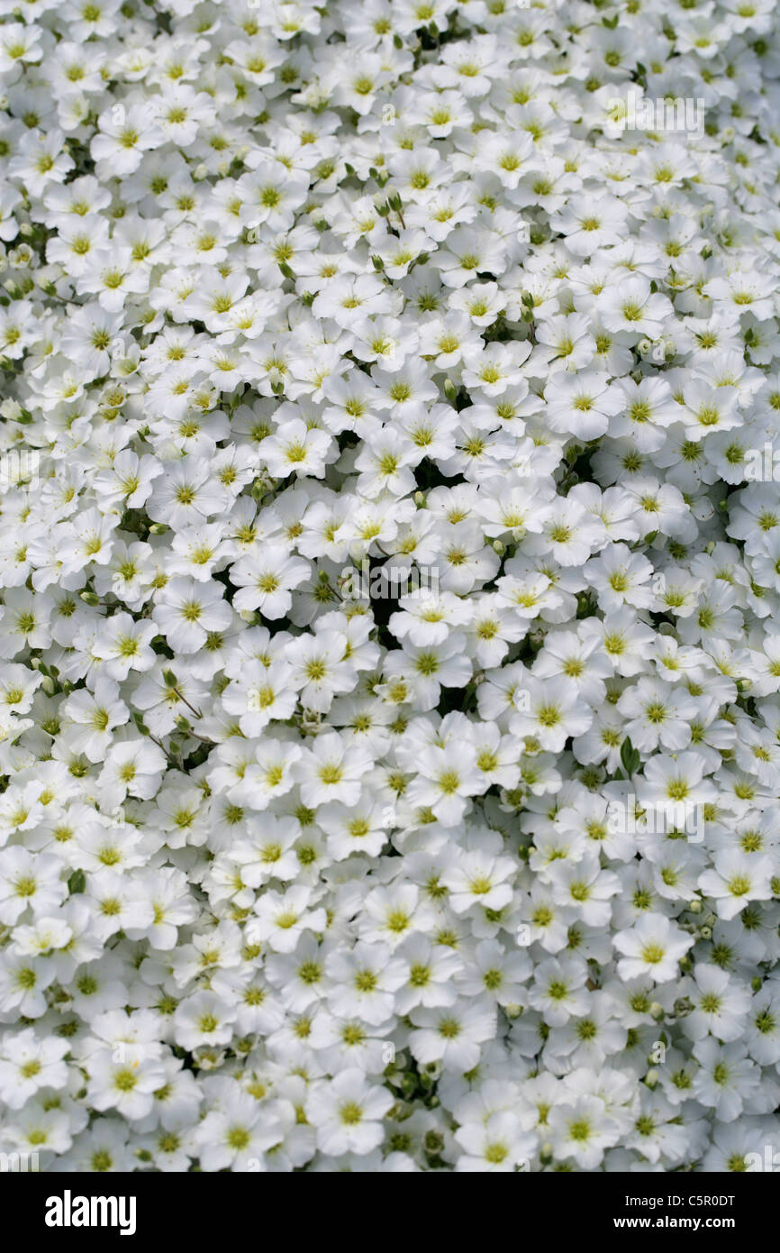 Mountain Sandwort, Arenaria montana, Caryophyllaceae. South West Europe. Stock Photo