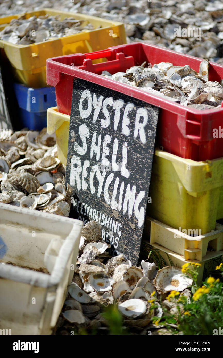 Whitstable Oysters Stock Photo Alamy