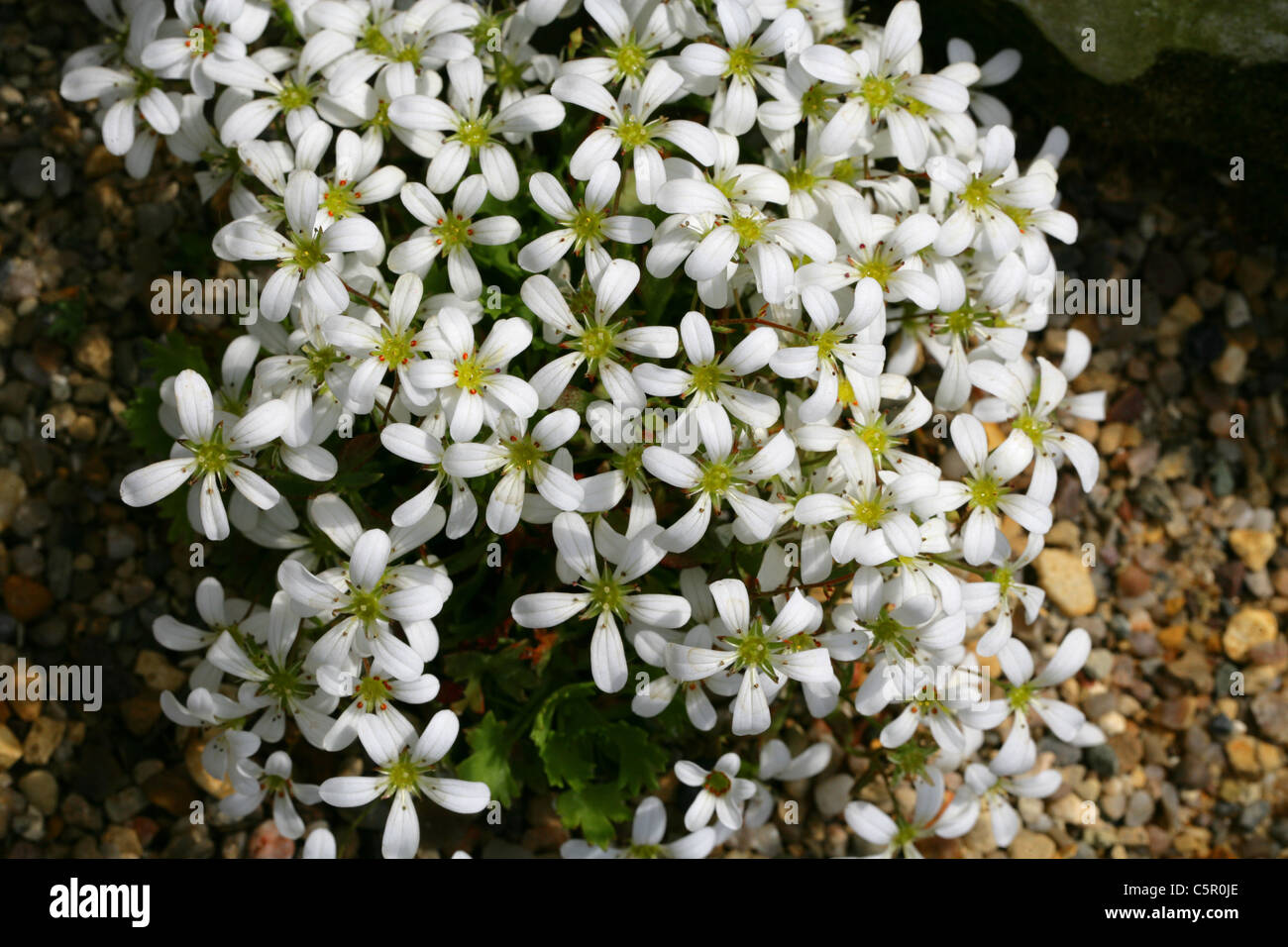 Saxifrage, Saxifraga portosanctana, Saxifragaceae. Canary Islands. Stock Photo