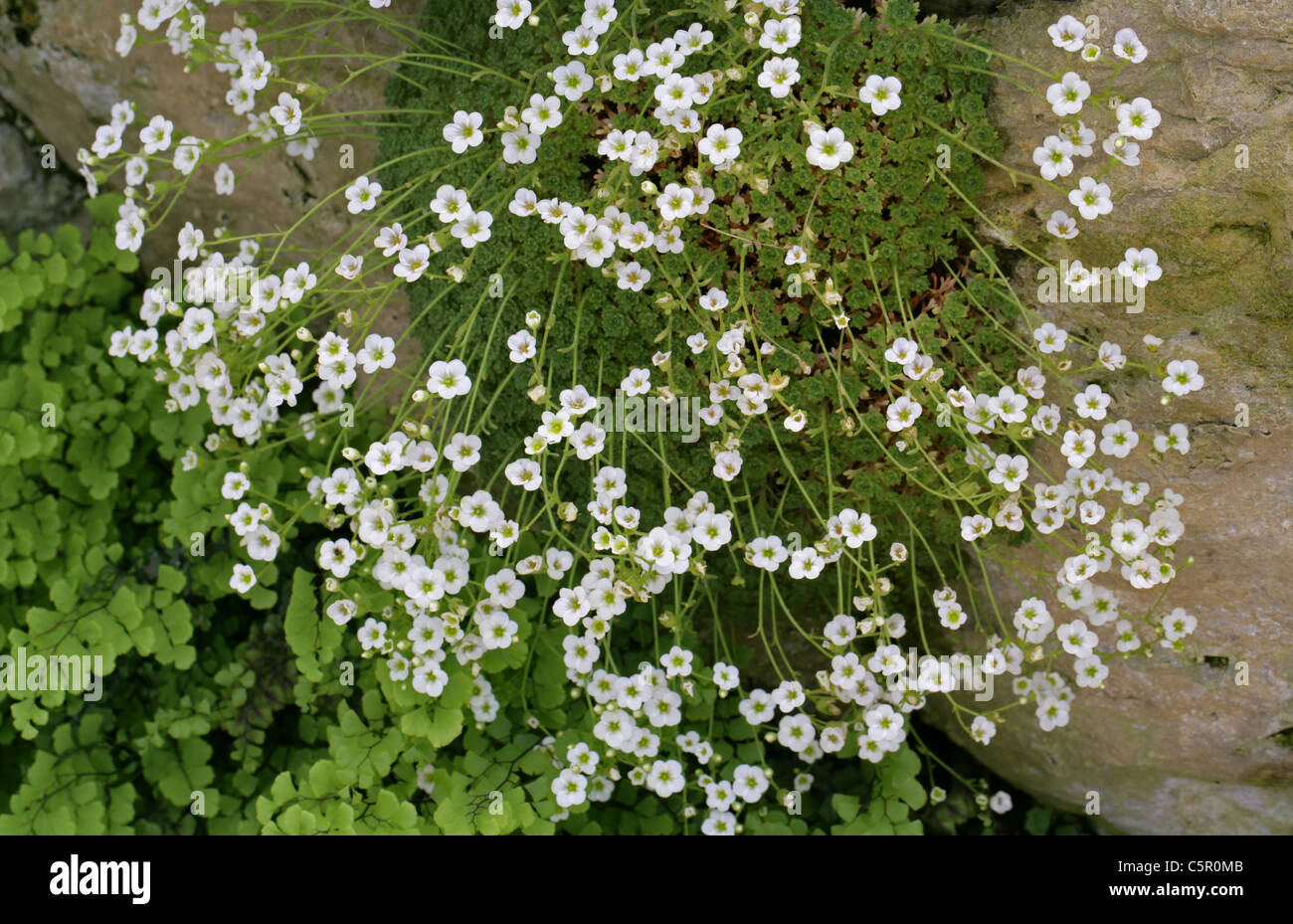 Houseleeks or Liveforever, Sempervivum montanum subsp. burnatii, Crassulaceae. France, Europe. Alpine Plant. Stock Photo