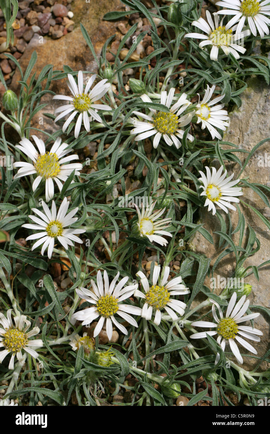 Townsend Daisy, Townsendia jonesii, Asteraceae. Native to Western North America. Stock Photo