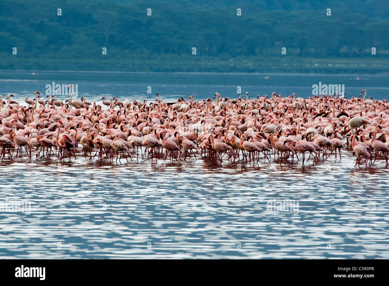 group of flamingo in lake Nukuru NP, Kenya, East Africa Stock Photo