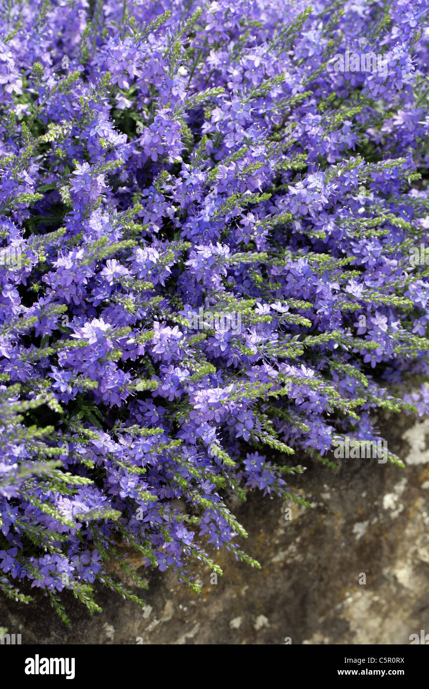 Veronica, Veronica macrostachya subsp. macrostachya, Plantaginaceae. Western Asia, Israel. Stock Photo