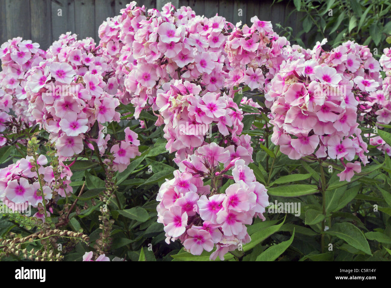 Phlox paniculata cultivar 'Bright Eyes' Stock Photo