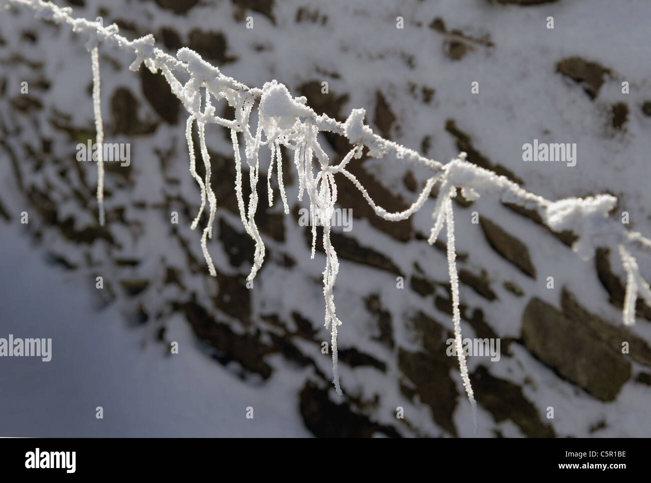 Frozen, snow covered sheep fleece on barbed wire in winter sun. Stock Photo