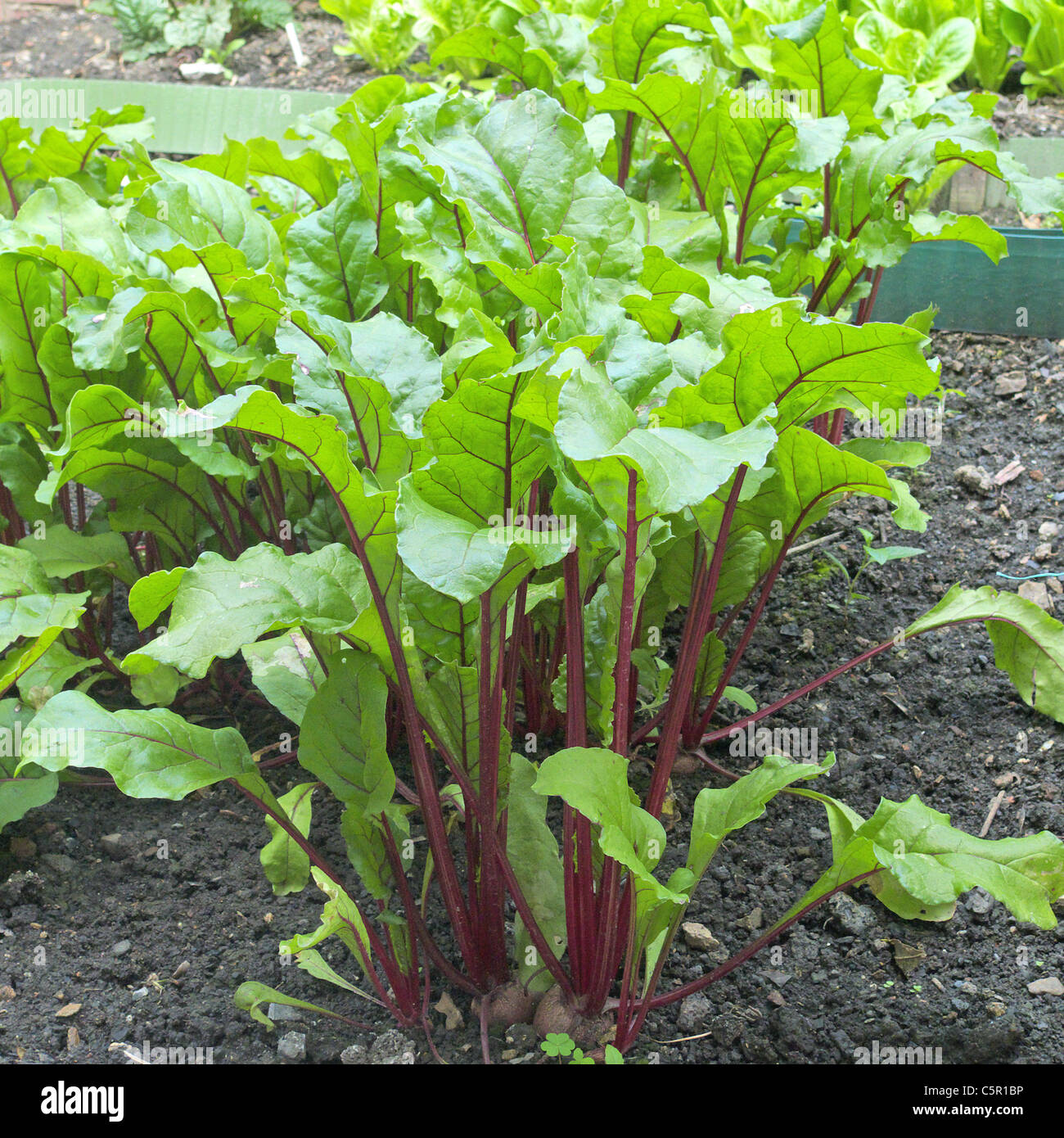 Beetroot plants hires stock photography and images Alamy