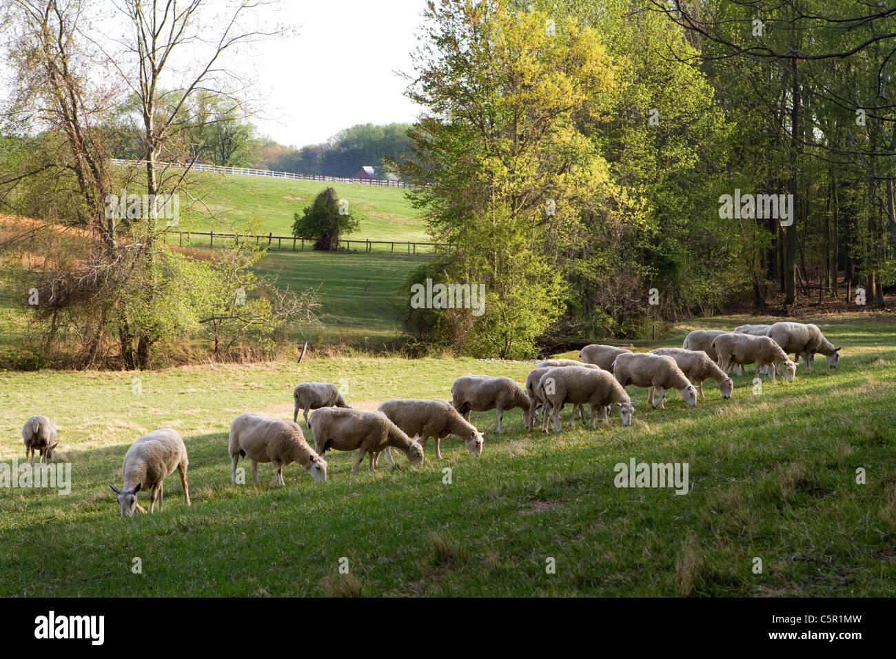 Sheep graze on grass in a meadow. Stock Photo