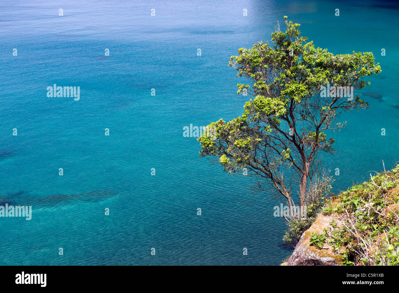 Tree against a blue sea, São Miguel island, Azores. Stock Photo