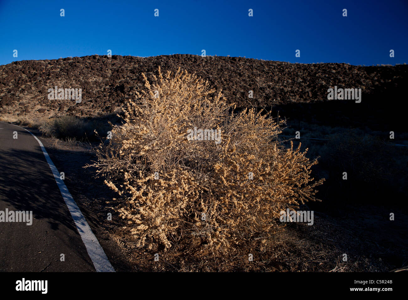 Snakeweed (Gutierrezia sarothrae) along side a road, Petroglyph National Monument, Albuquerque, New Mexico, USA. Stock Photo