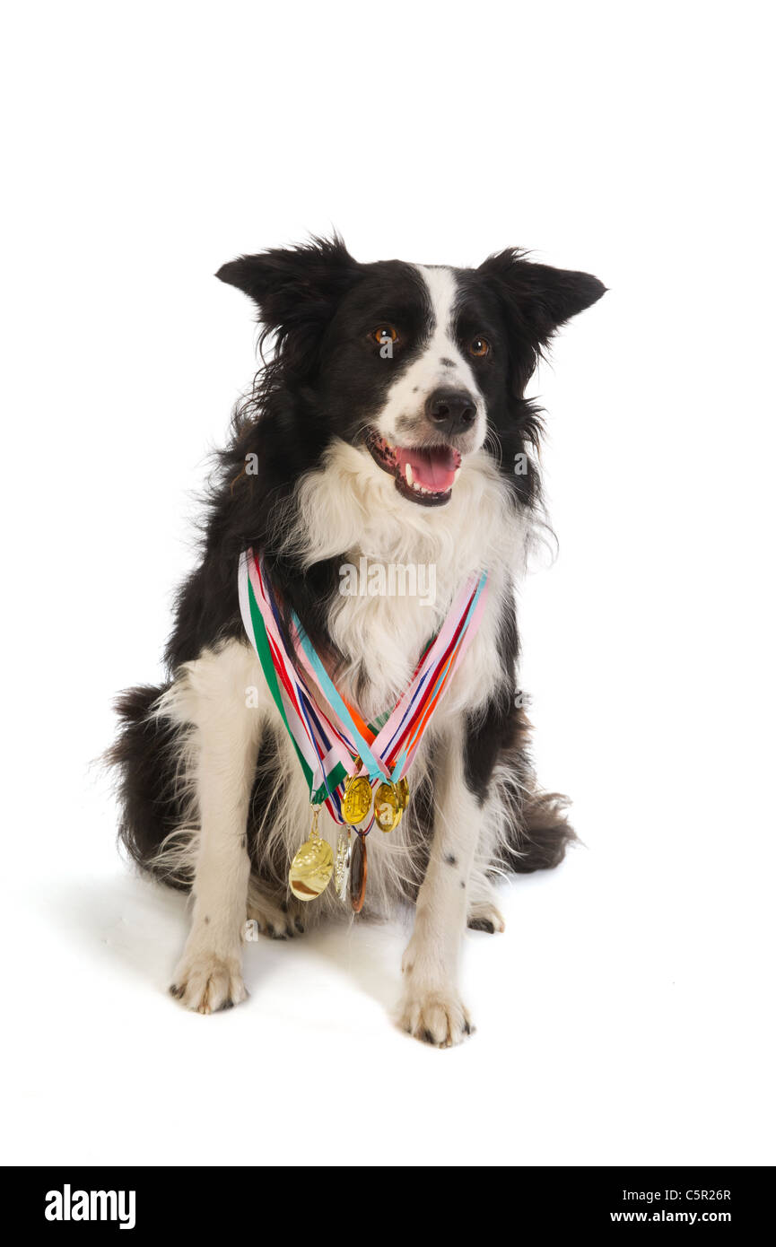 Champion dog with many medals from the show Stock Photo