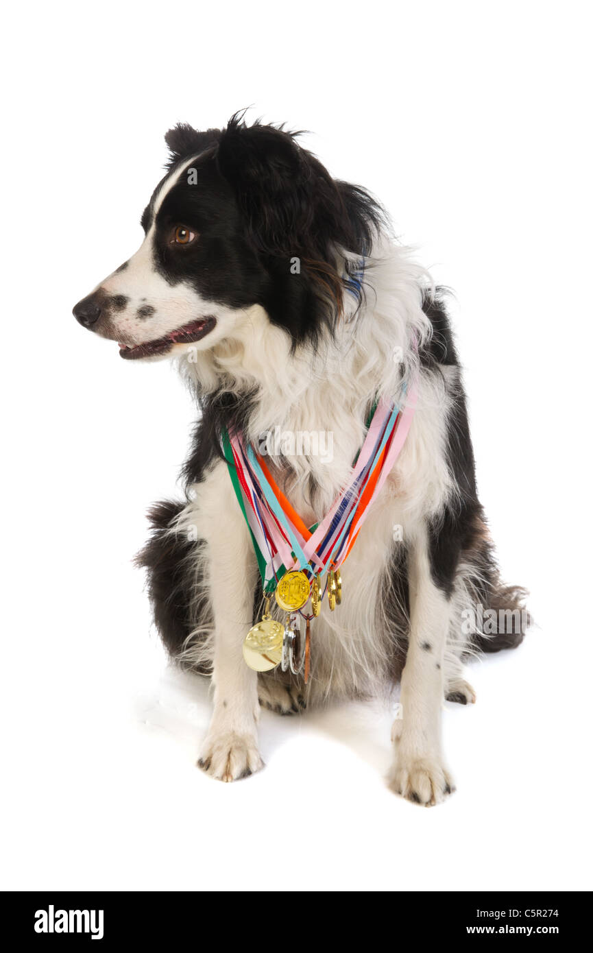 Champion dog with many medals from the show Stock Photo