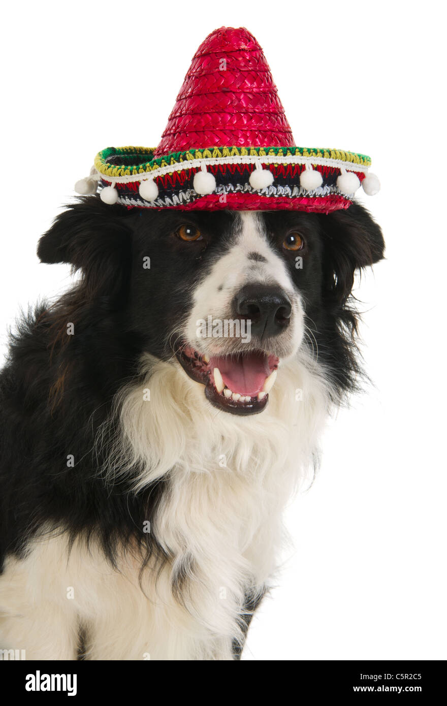 Border Collie with Spanish Sombrero in the studio Stock Photo