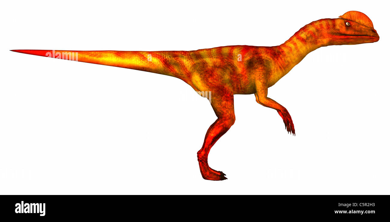 Illustration of a dinosaur (Dilophosaurus) isolated on a white background Stock Photo