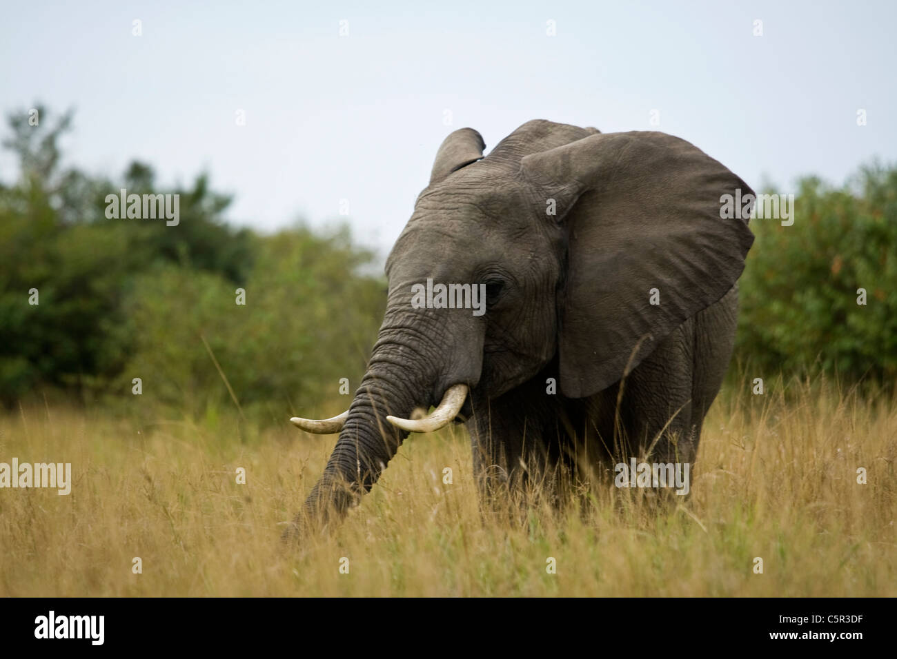 Masai mara wildlife safari hi-res stock photography and images - Alamy