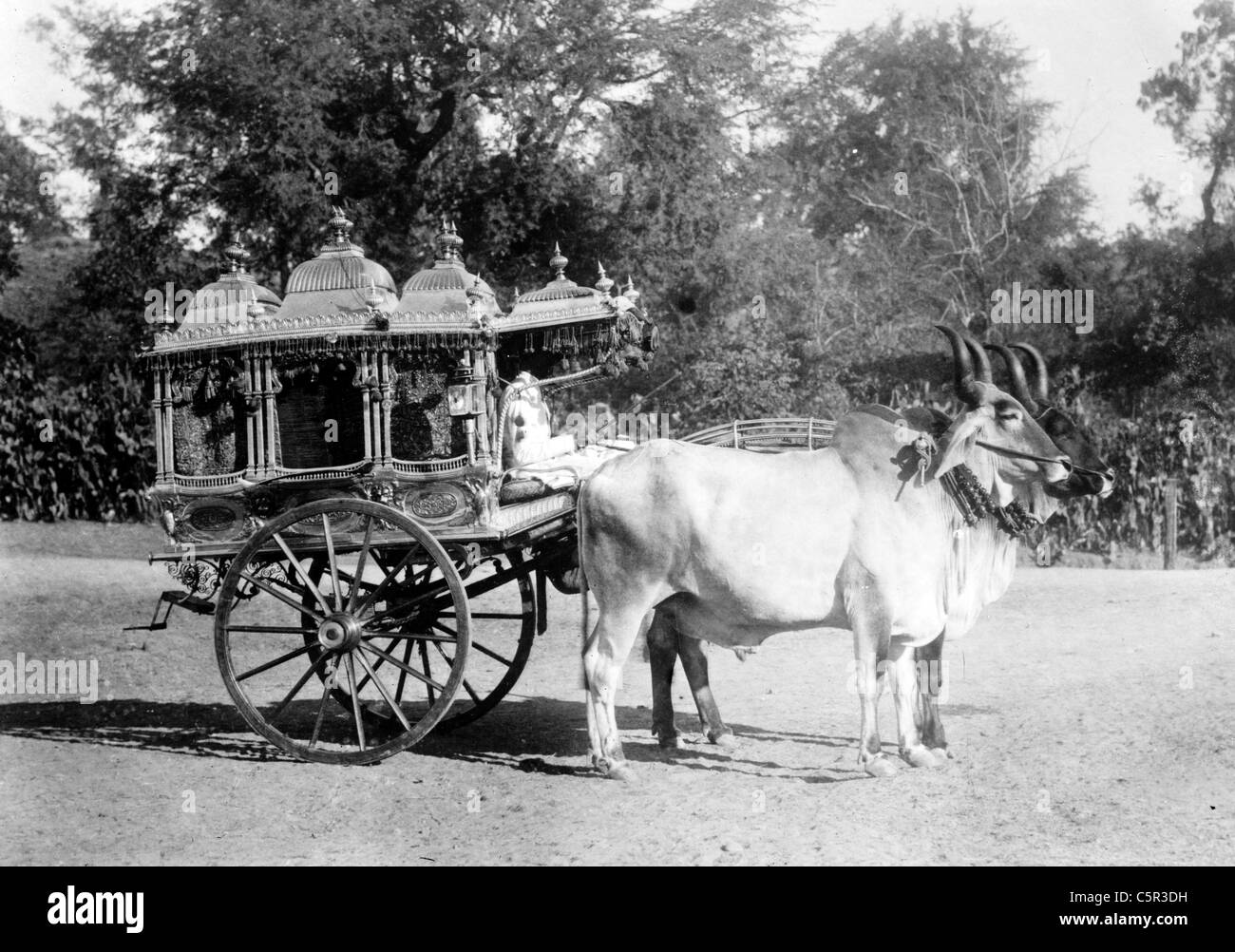 Sacred bullocks before state carriage, India Stock Photo