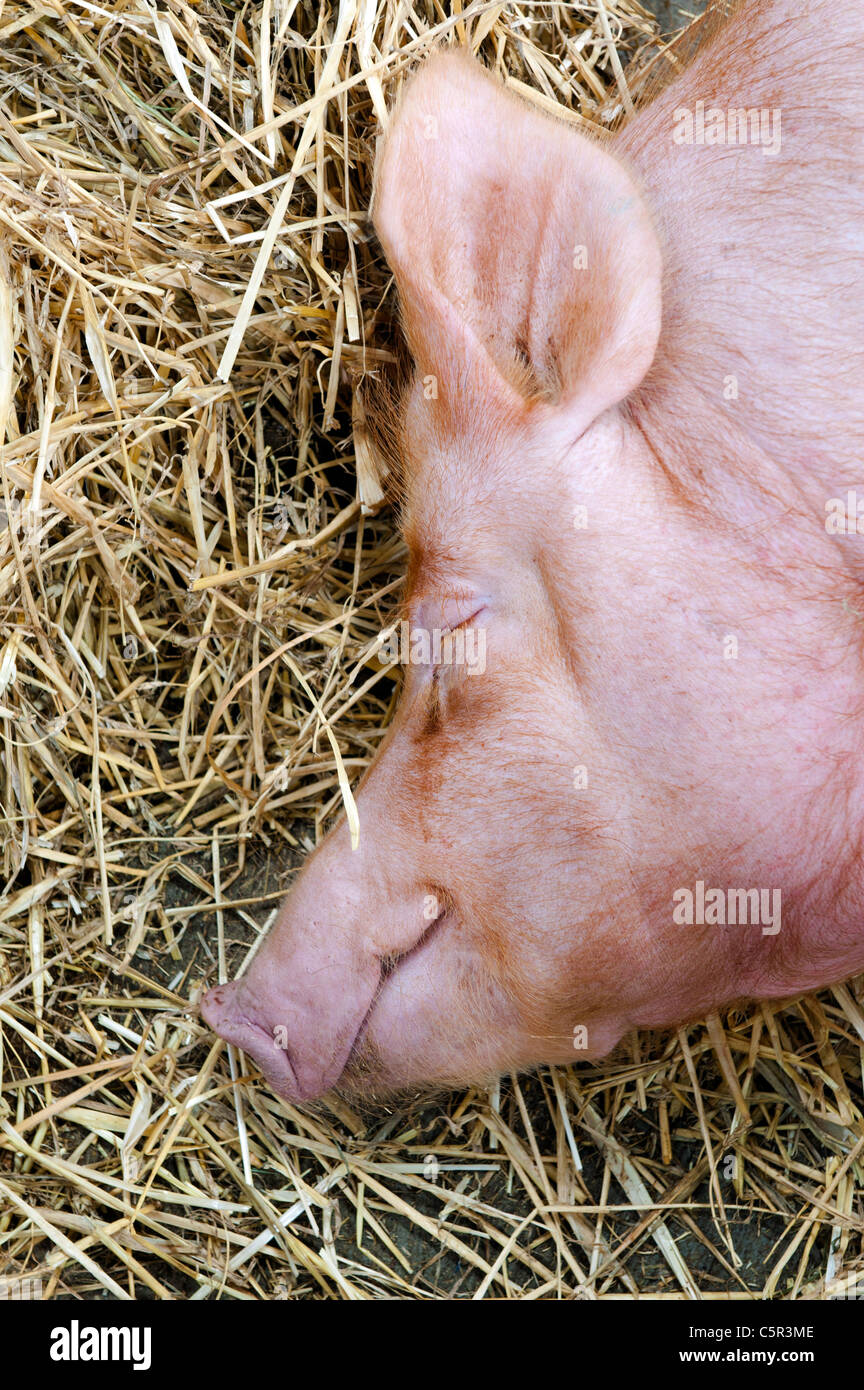 Happy pigs relaxing in stalls at Royal Welsh Show 2011 Stock Photo