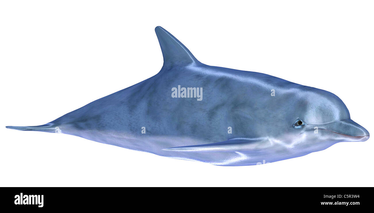 Illustration of a blue dolphin isolated on a white background Stock Photo