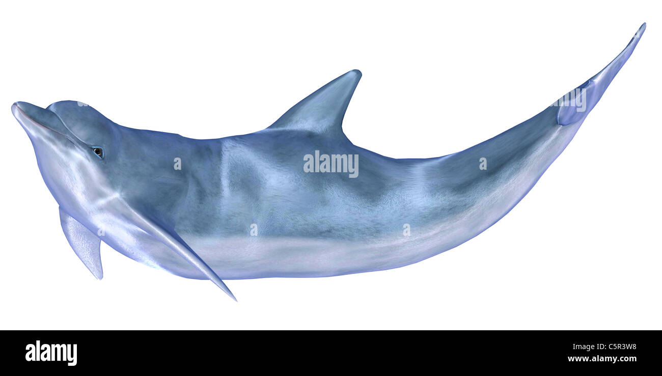 Illustration of a blue dolphin isolated on a white background Stock Photo