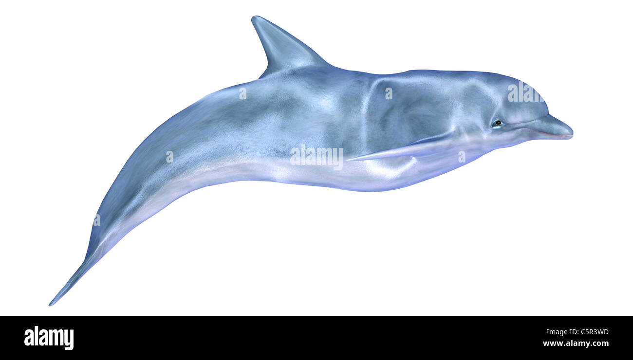 Illustration of a blue dolphin isolated on a white background Stock Photo