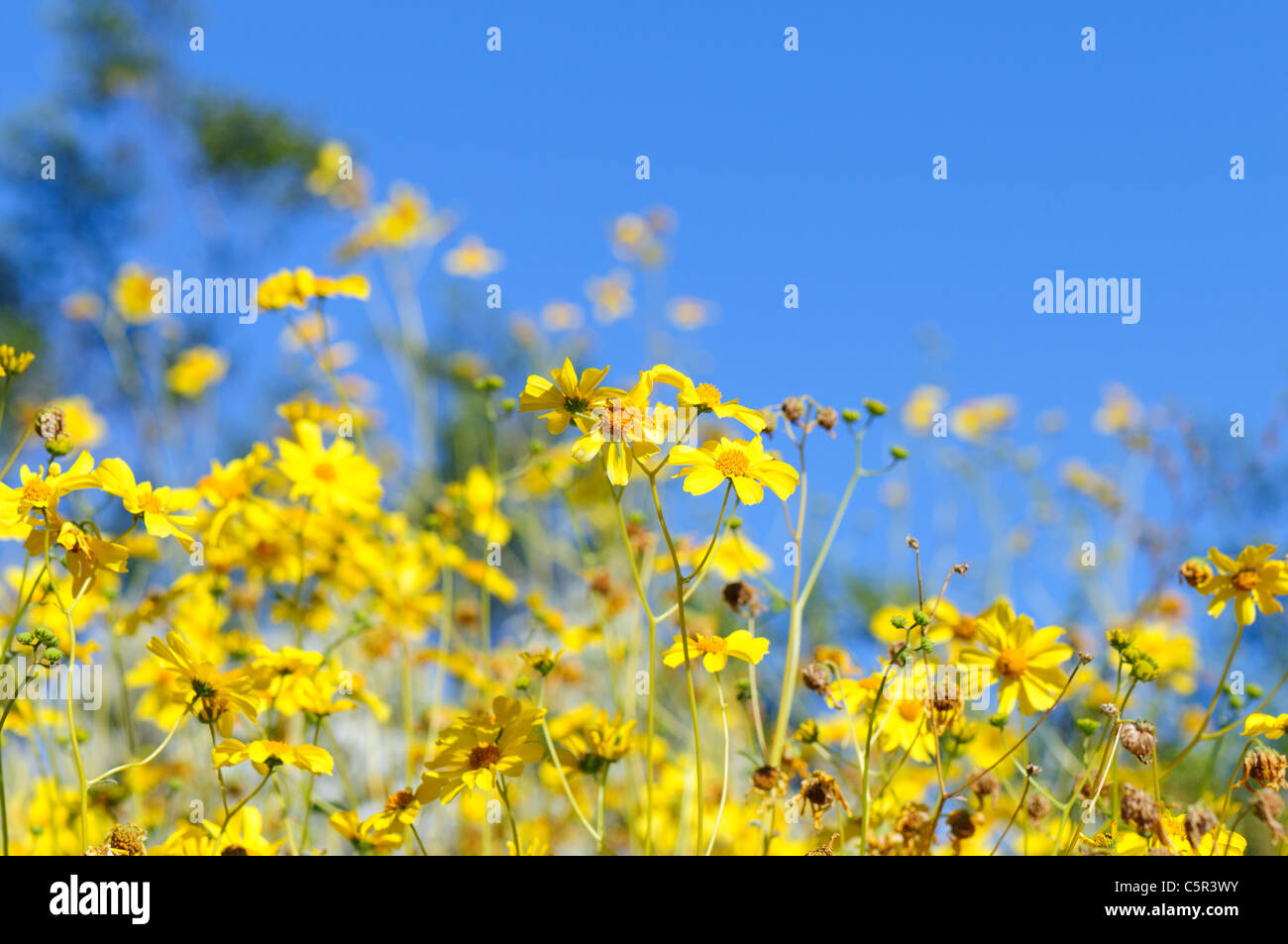 Brittlebush (Encelia farinosa) in full bloom Stock Photo Alamy