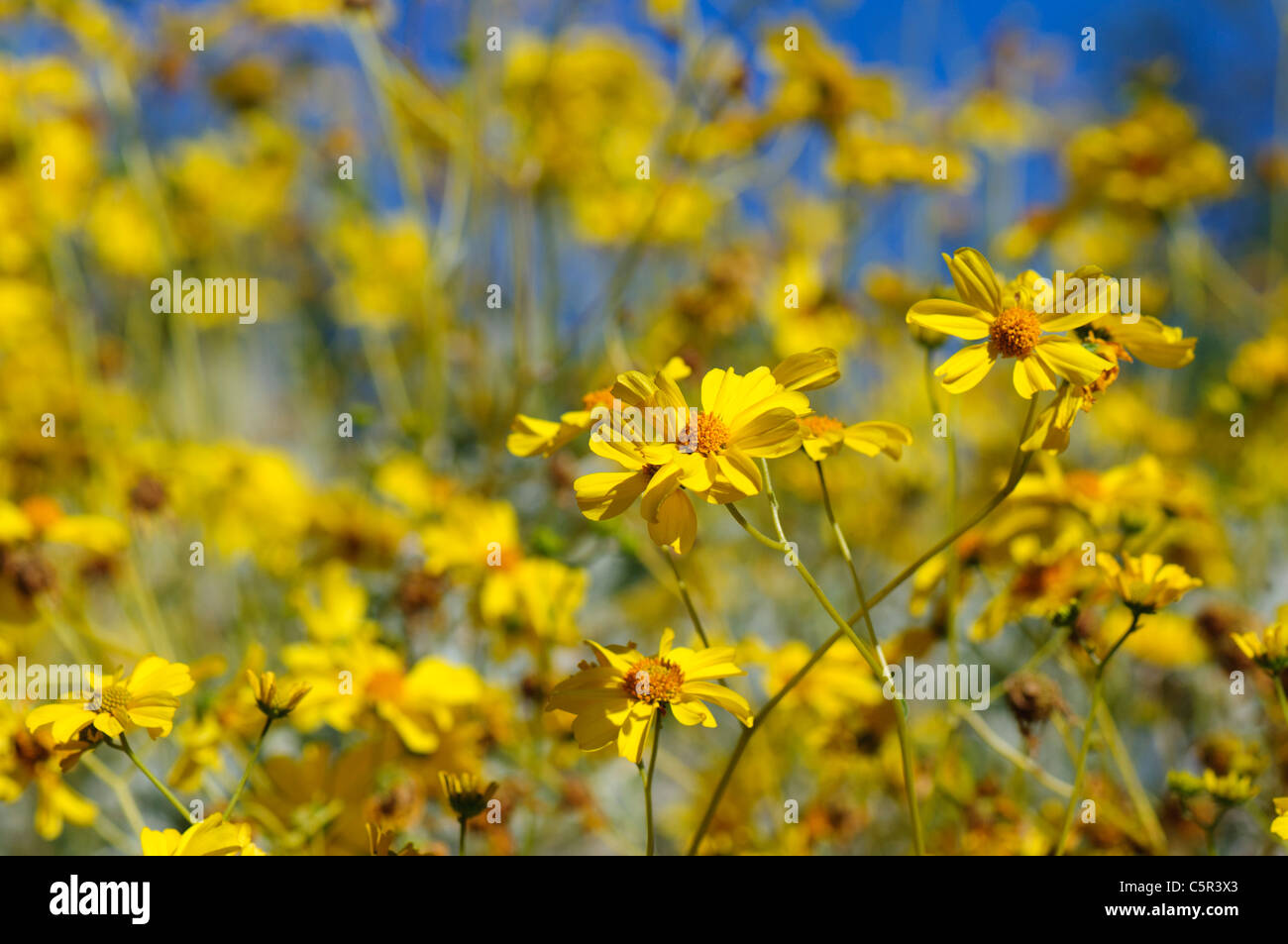 Brittlebush (Encelia farinosa) in full bloom Stock Photo Alamy