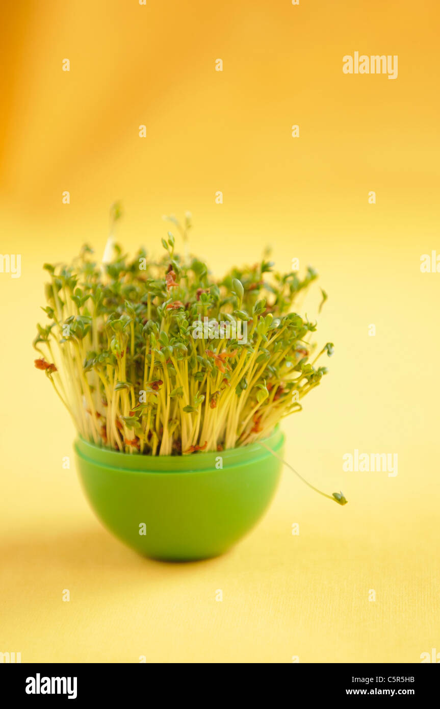 Watercress growing in green pot on yellow background Stock Photo