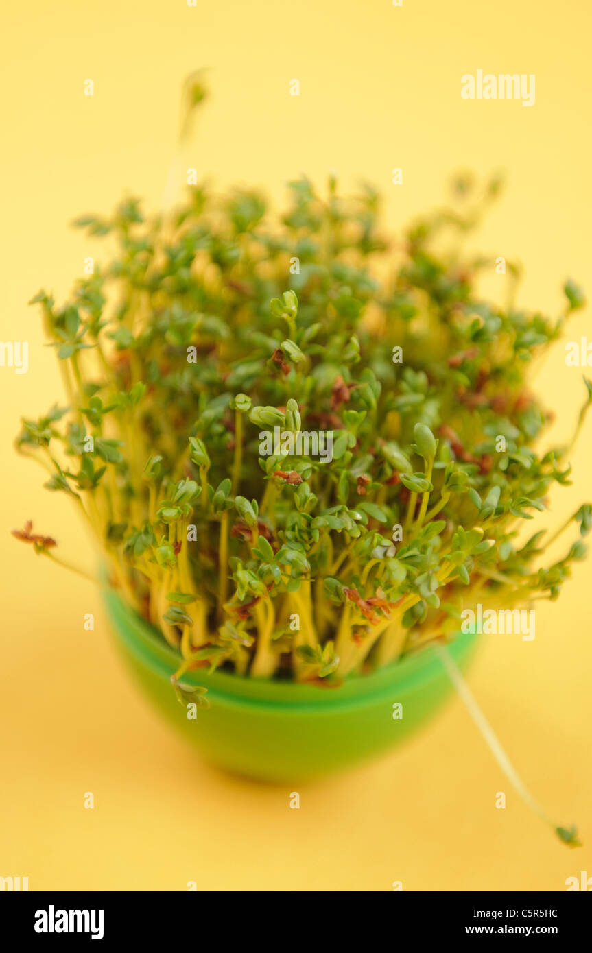 Watercress growing in green pot on yellow background Stock Photo