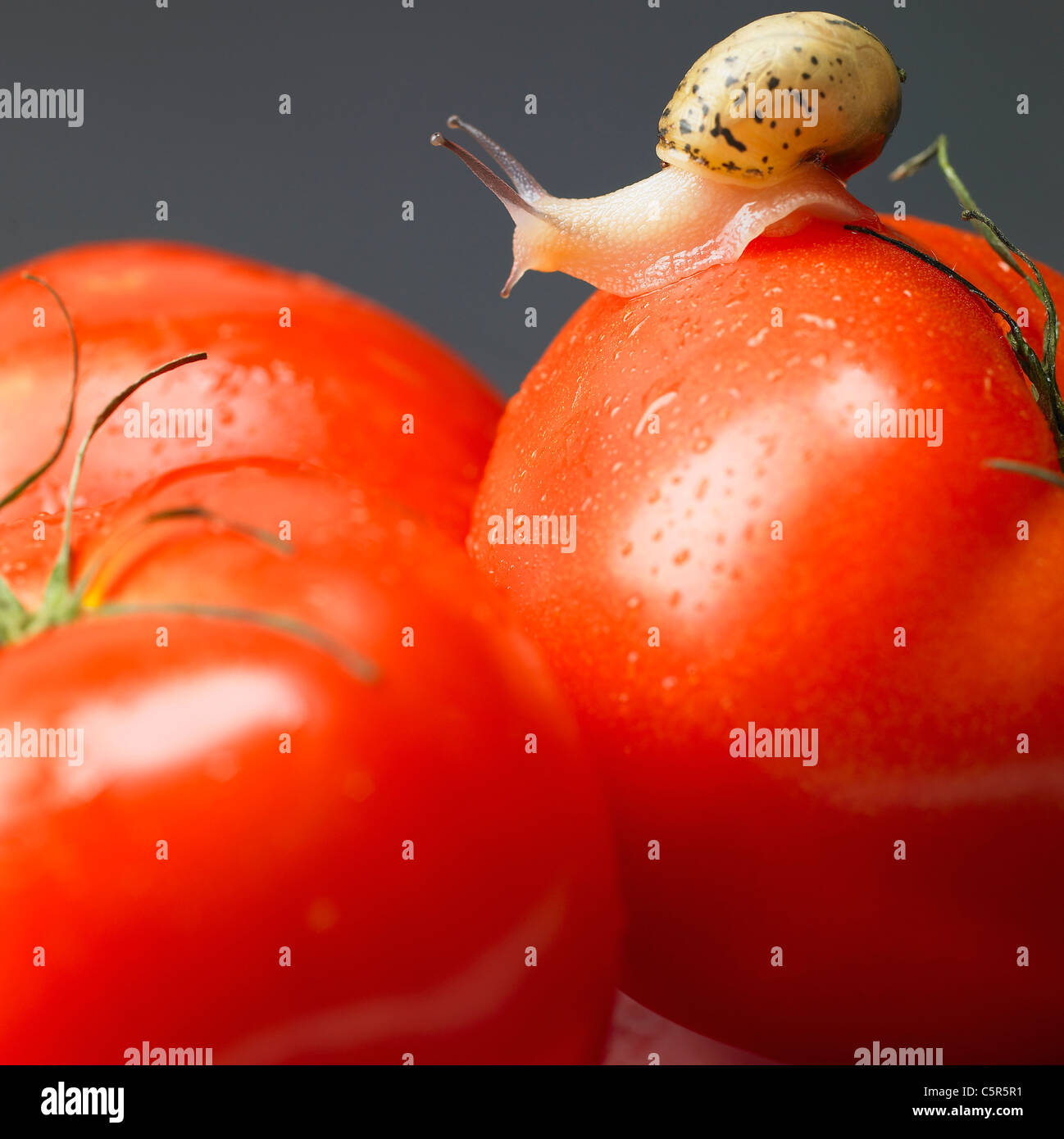 A snail on tomatoes Stock Photo Alamy