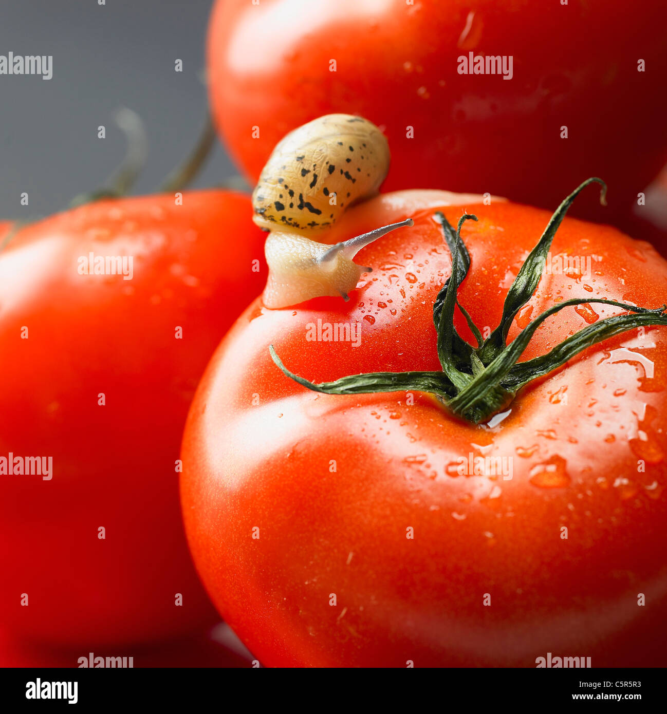 A snail on tomatoes Stock Photo Alamy