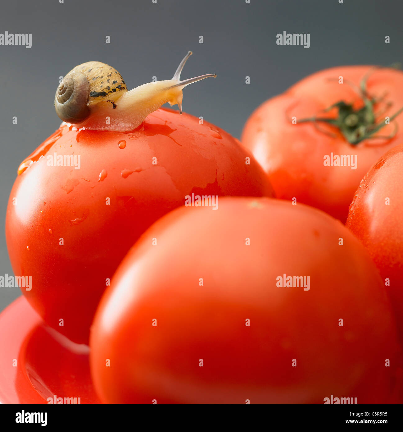 A snail on tomatoes Stock Photo Alamy