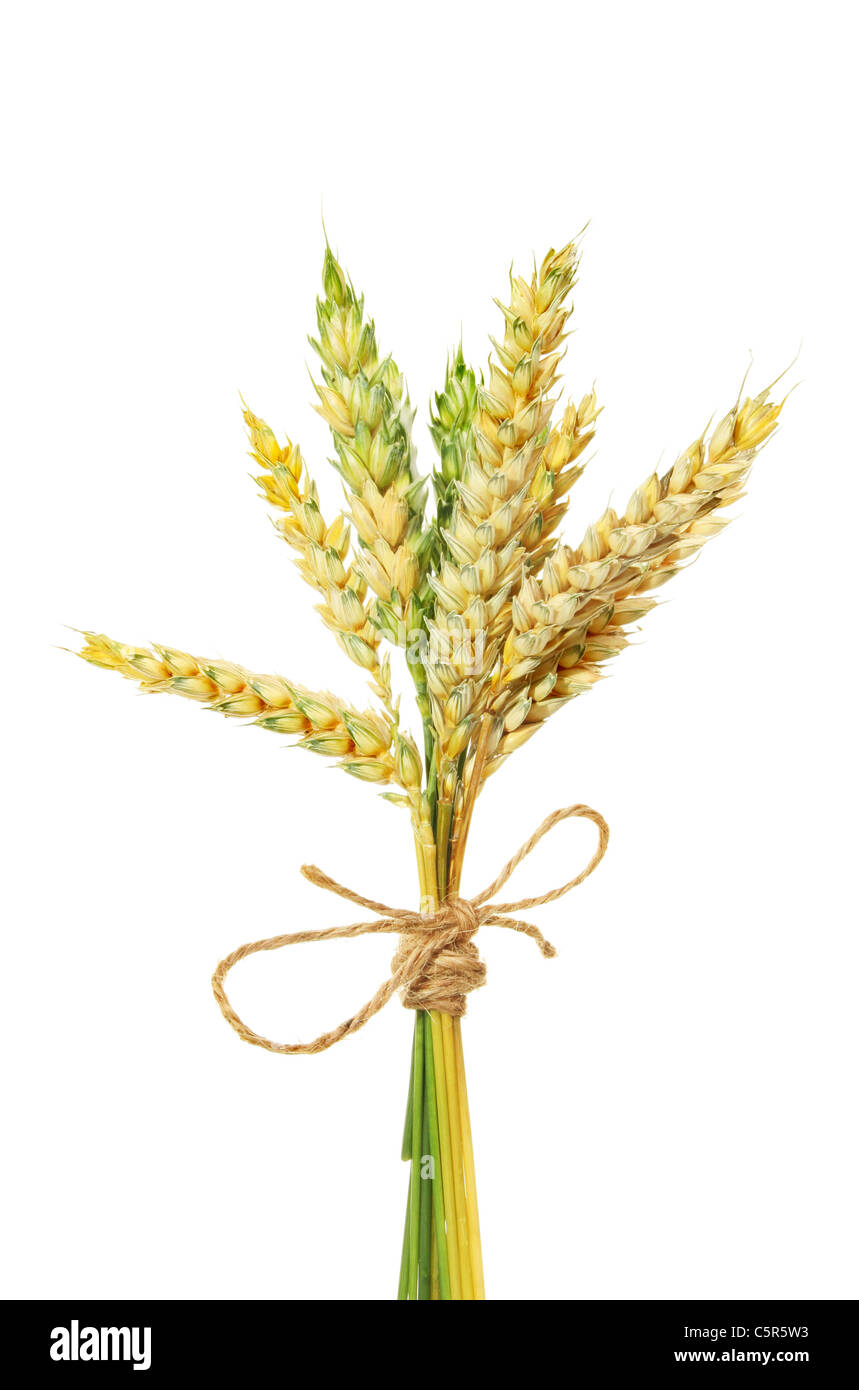 Small sheaf of wheat isolated against white Stock Photo Alamy