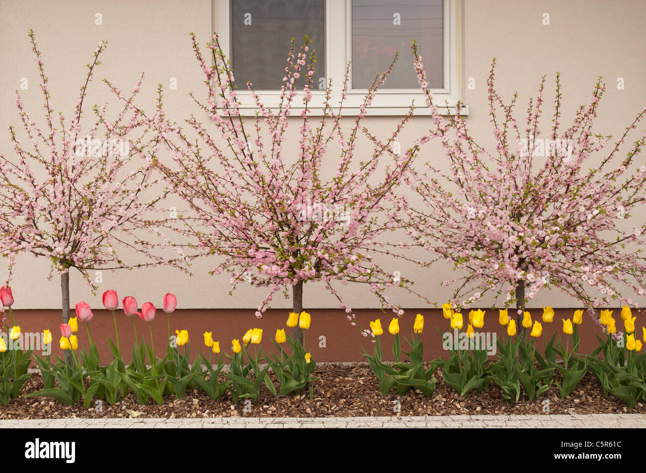 Flowering Almond (Prunus triloba) and tulips blooming at spring in front of a family house Stock Photo