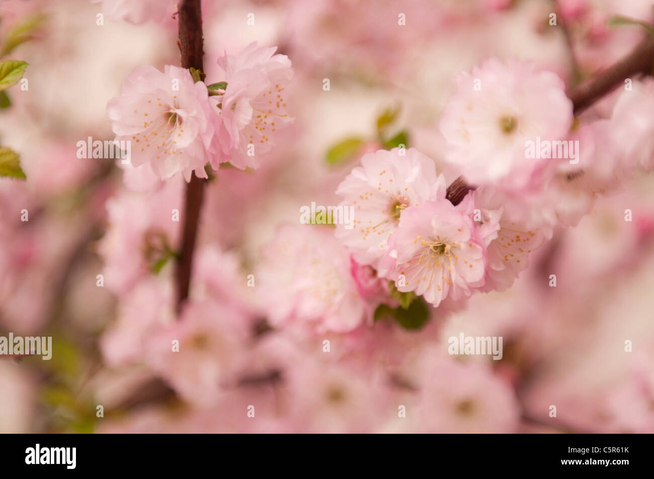 Prunus triloba blooming during spring Stock Photo