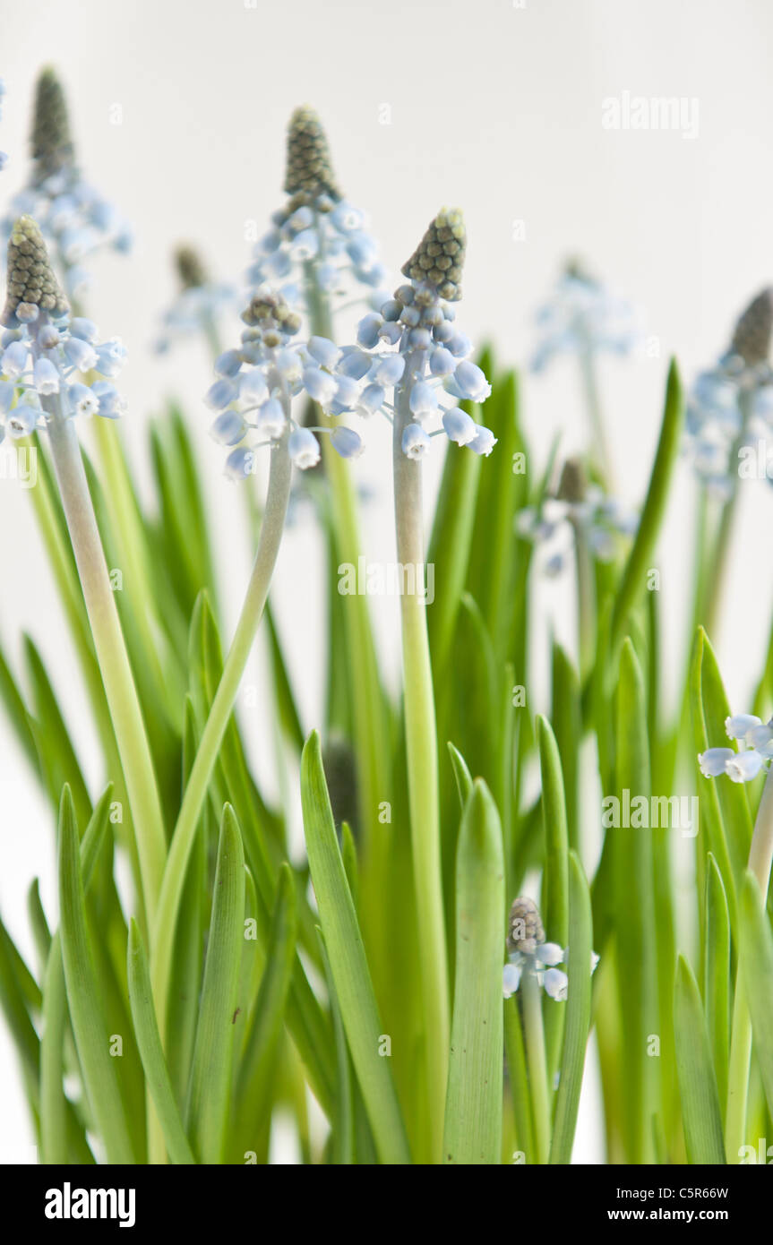 Blooming muscari traditional bulb flower at spring Stock Photo Alamy