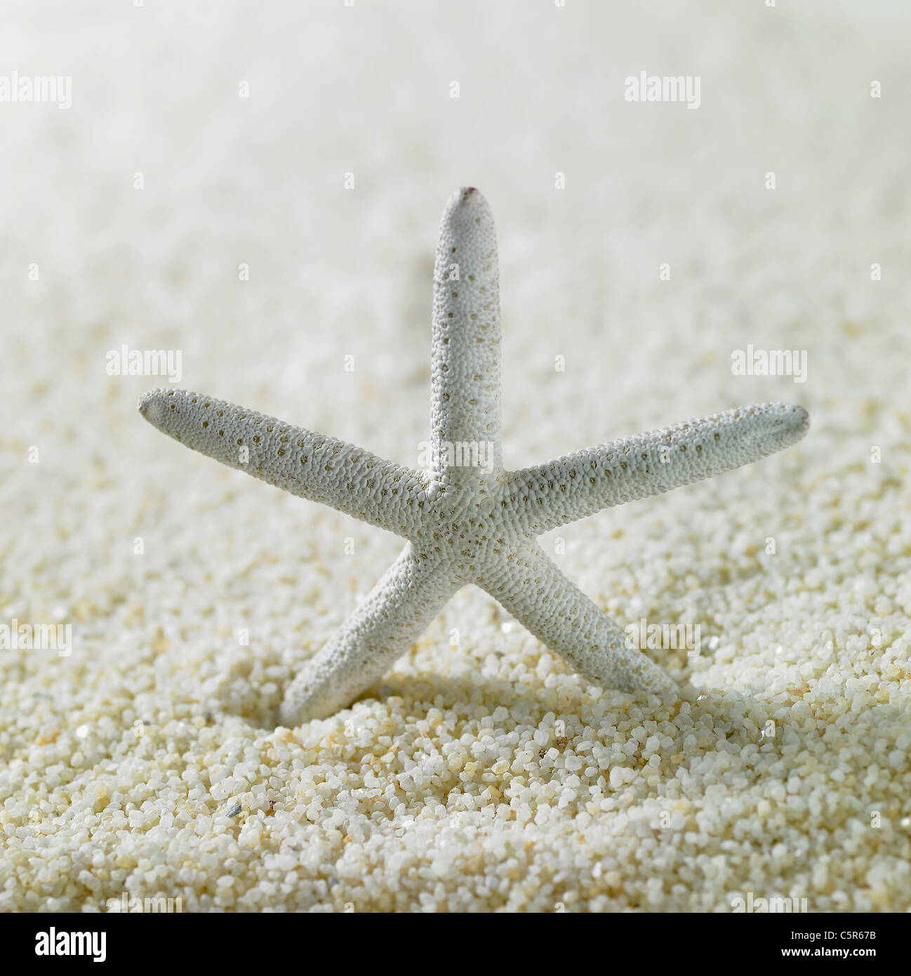 Starfish Stock Photo