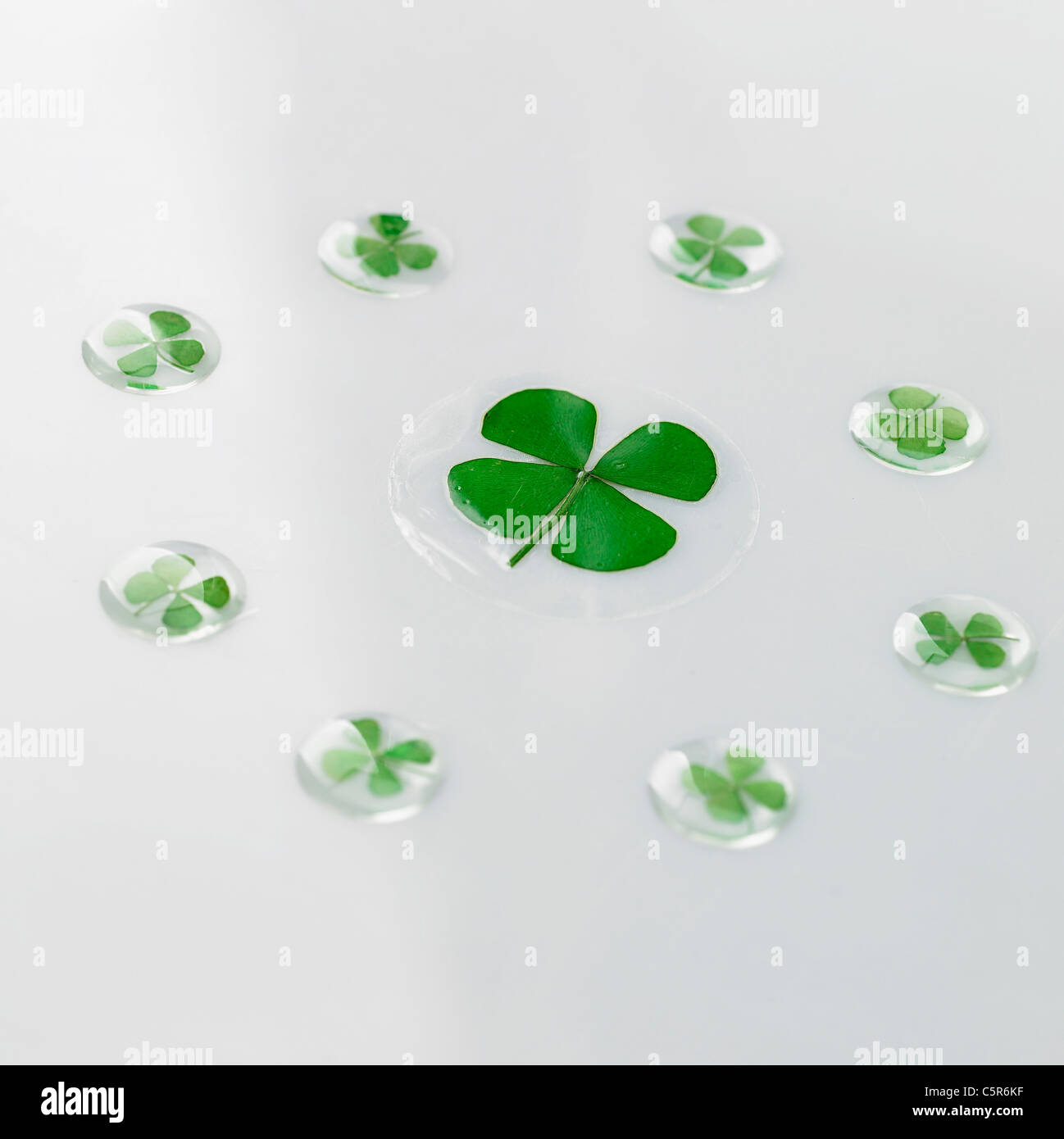 Four leaf clovers Stock Photo Alamy