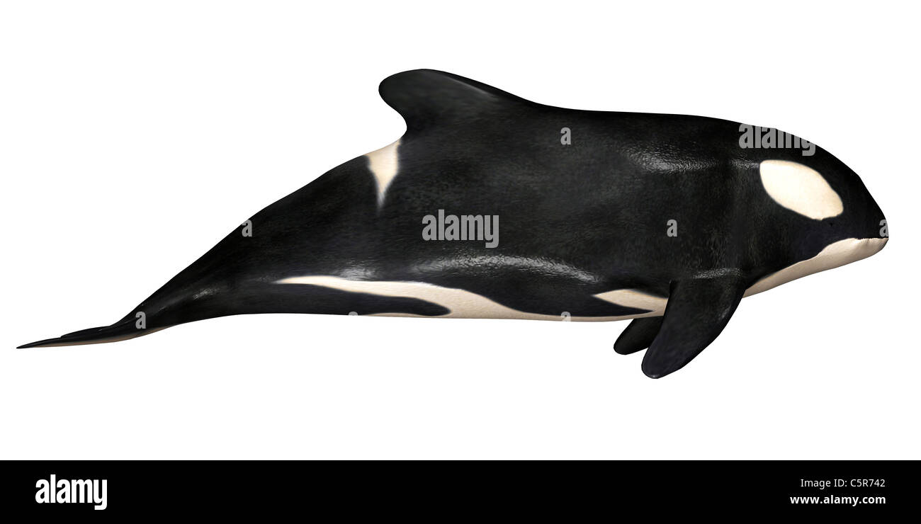 Illustration of a killer whale isolated on a white background Stock ...