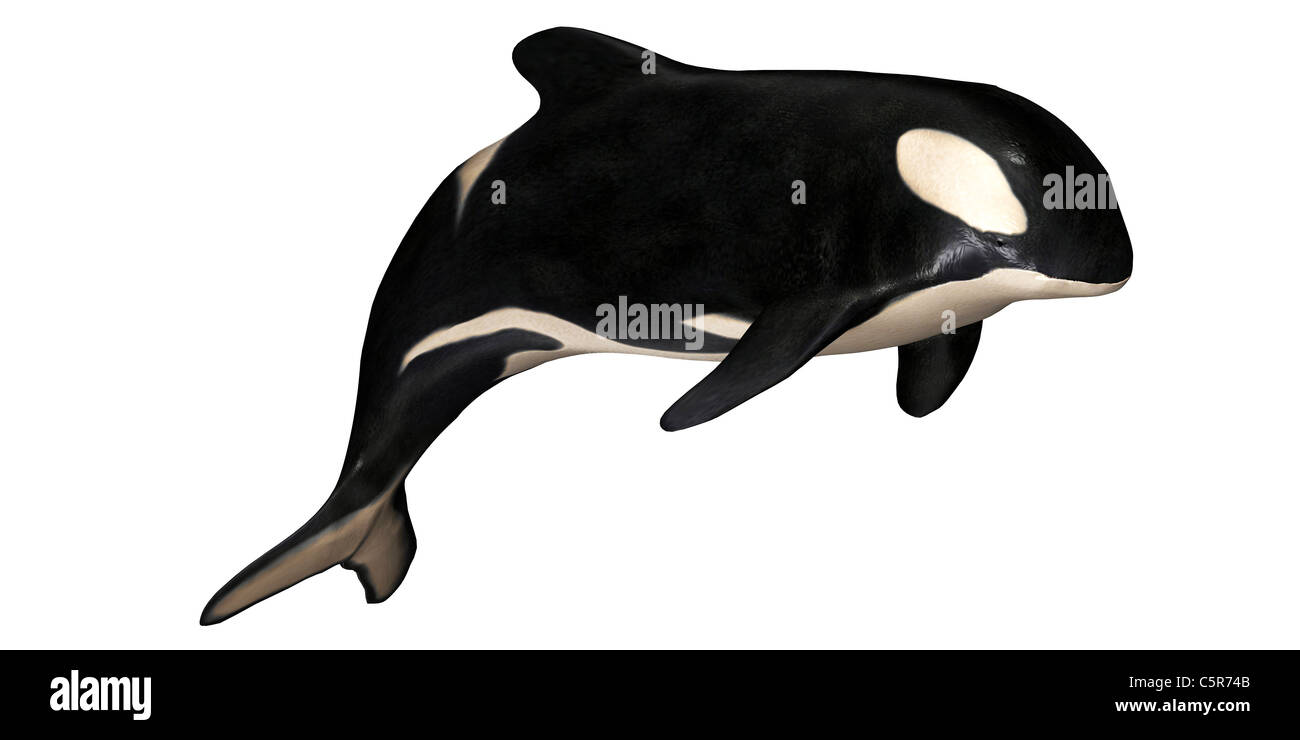 Illustration of a killer whale isolated on a white background Stock ...