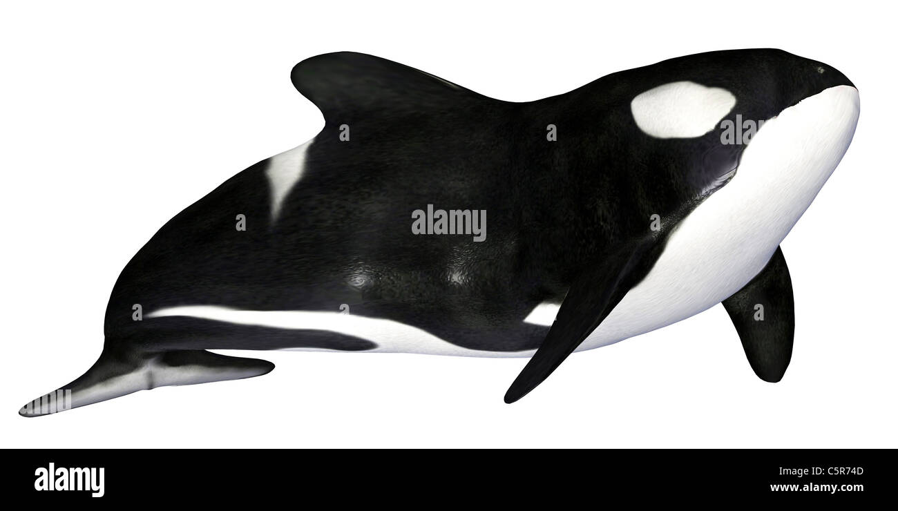Illustration of a killer whale isolated on a white background Stock ...