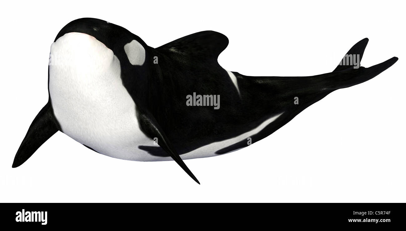 Illustration of a killer whale isolated on a white background Stock ...