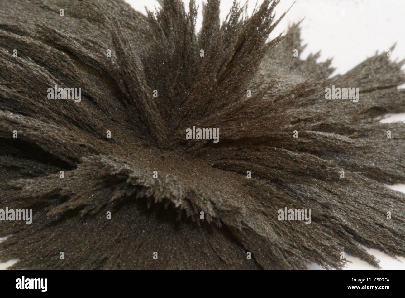 Iron filings lining up in a magnetic field Stock Photo