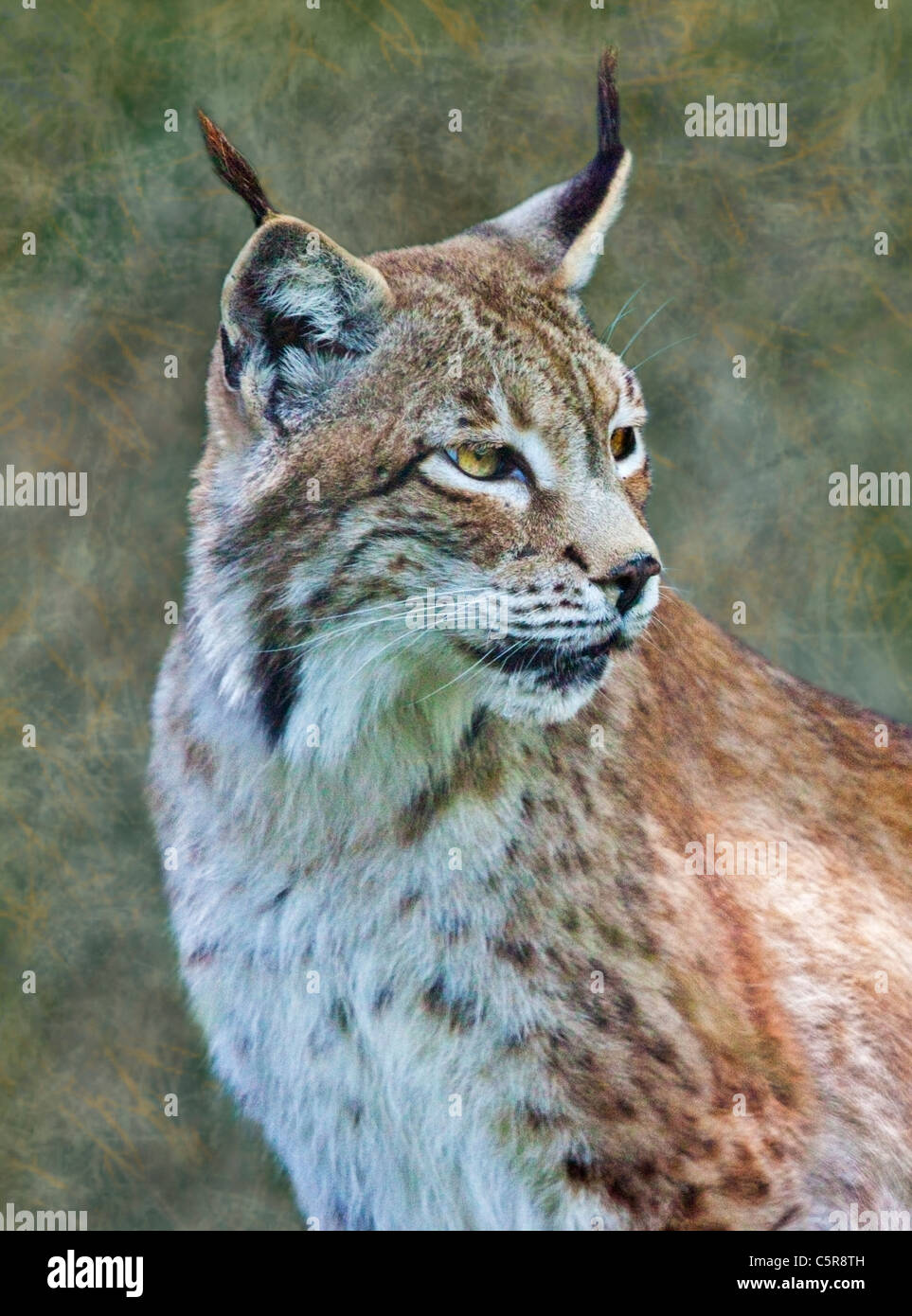 Siberian Lynx (lynx lynx Stock Photo - Alamy
