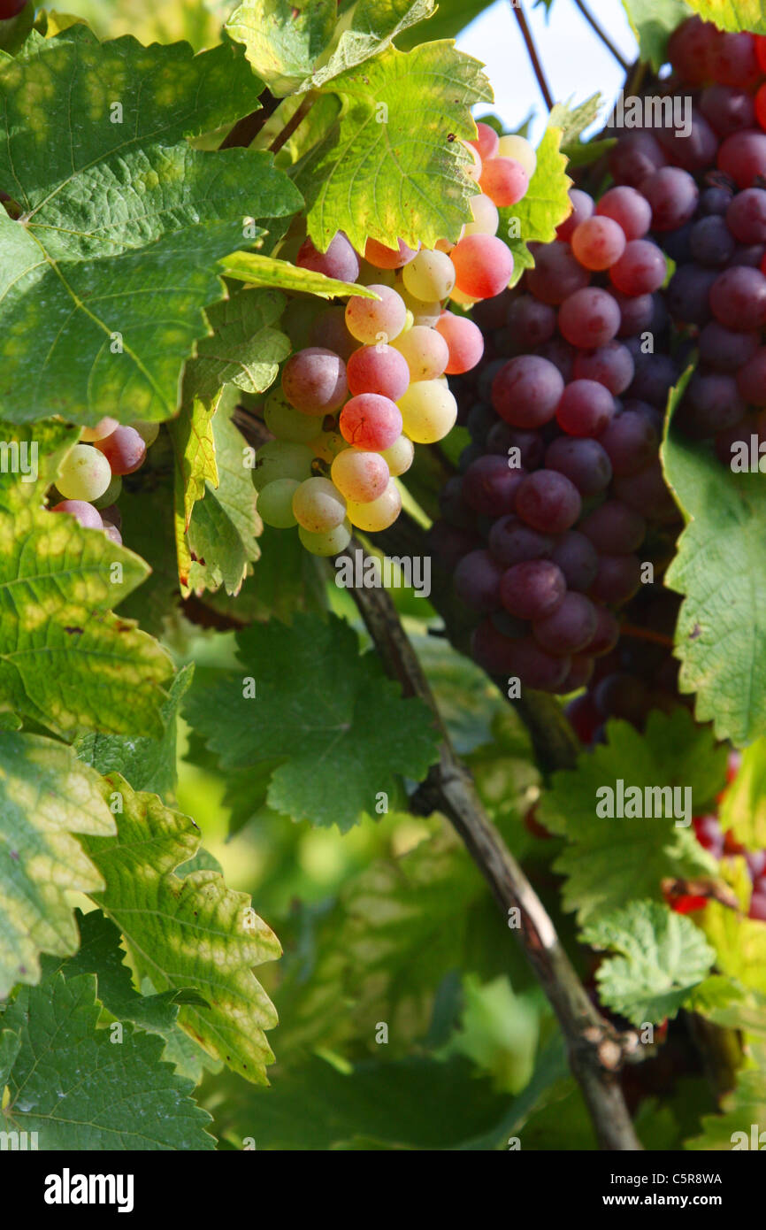 Grape ripeness hi-res stock photography and images - Alamy