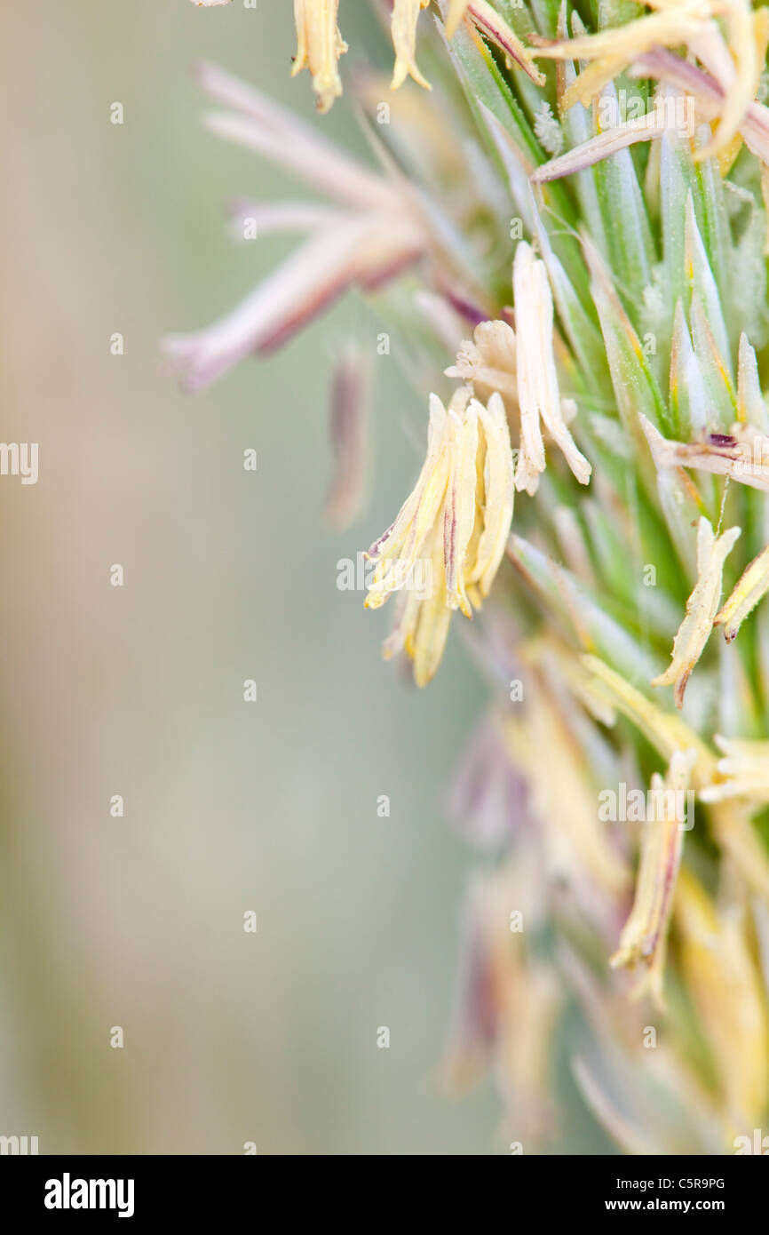 Marram Grass; Ammophila arenaria; in flower; Cornwall Stock Photo