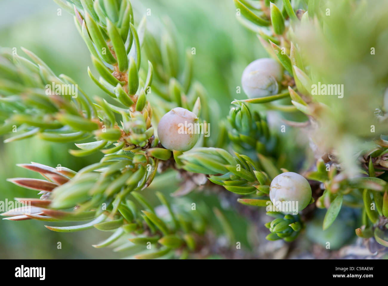 Prostrate Juniper; Juniperus horizontalis; Cornwall; UK Stock Photo