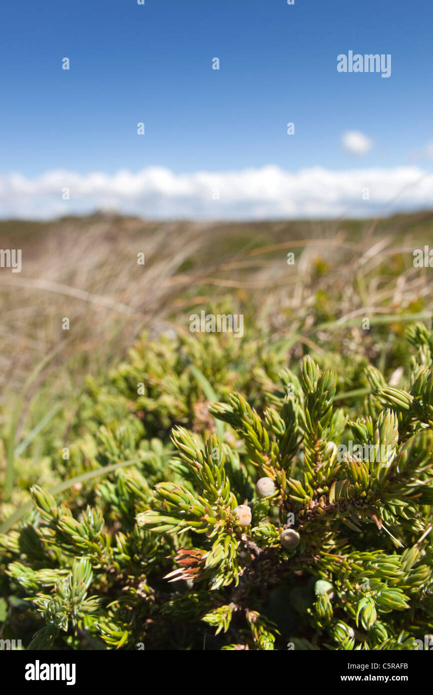 Prostrate Juniper; Juniperus horizontalis; Cornwall; UK Stock Photo