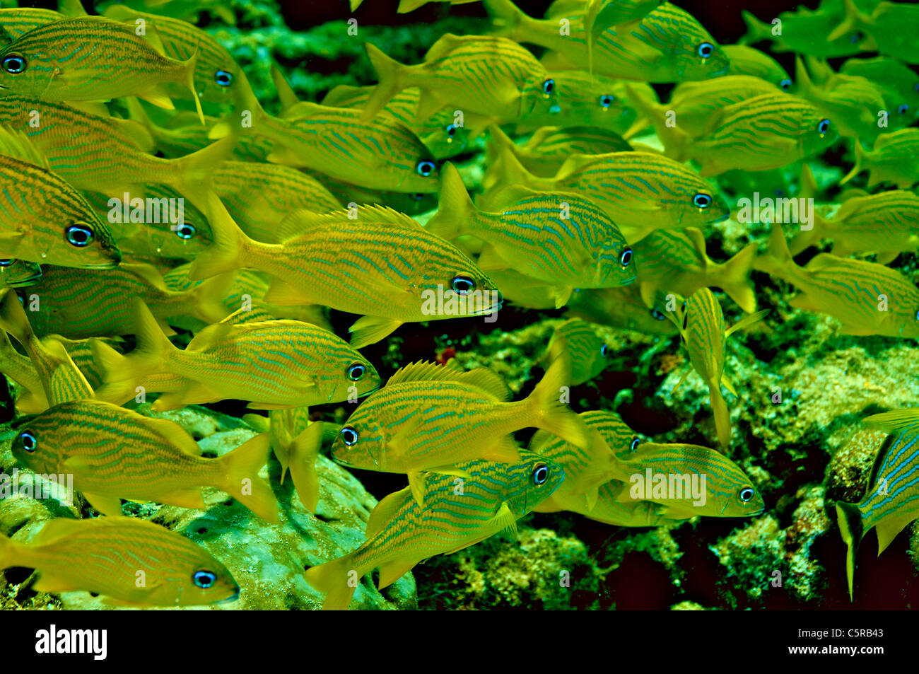Tropical fish, swimming in the corals in Bahama waters. Stock Photo
